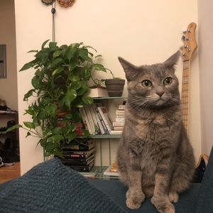 Meet your Posher, Corey